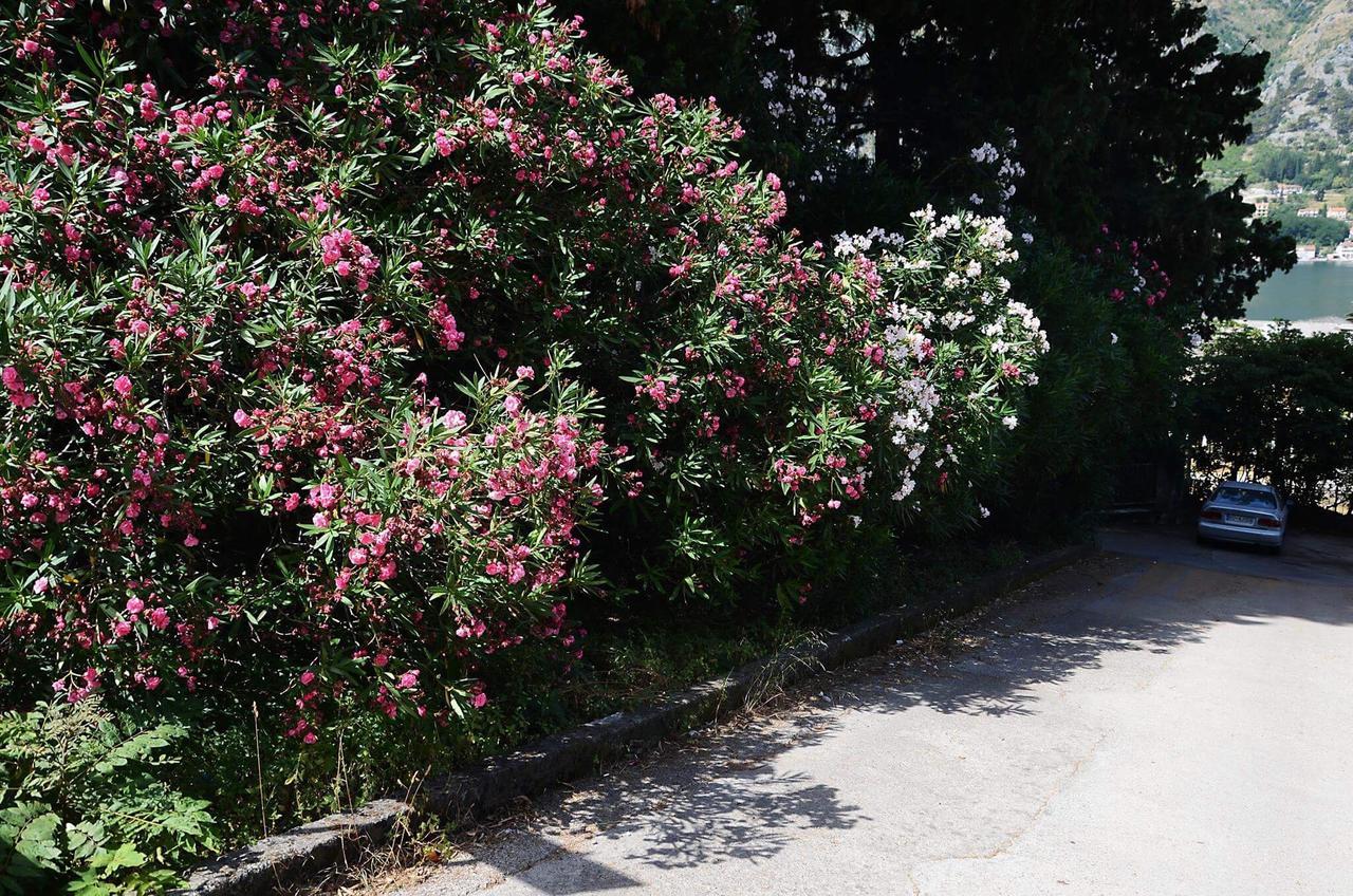 Apartment Garden Kotor Exteriér fotografie